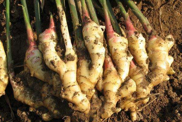 生姜2016年市场分析及2017年市场预测