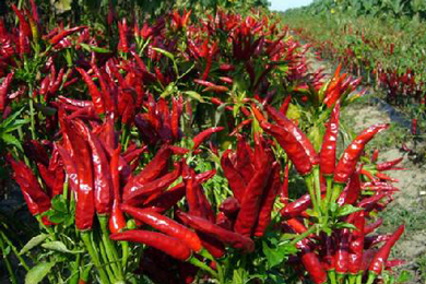 辣椒2016年市场分析及2017年市场预测