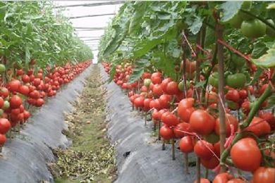 番茄2016年市场分析及2017年市场预测