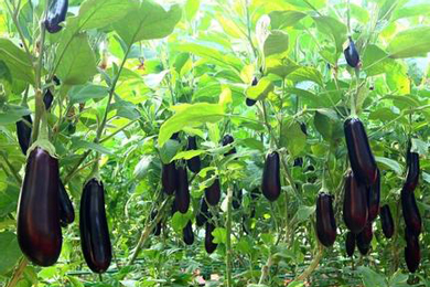 茄子2016年市场分析及2017年市场预测