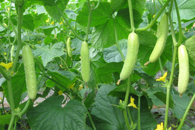 黄瓜2016年市场分析及2017年市场预测