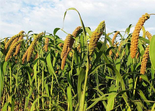 谷子2016年市场形势及2017年展望_农机360网