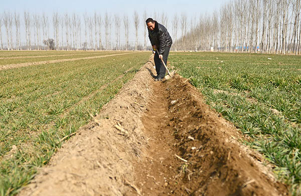 2月18日,河北省沙河市东郝庄村农民在田间修整