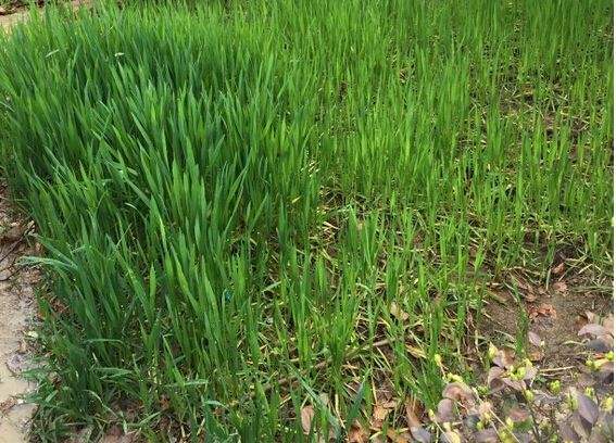 节水一半 增产三成 河北宁晋创绿色高产小麦样