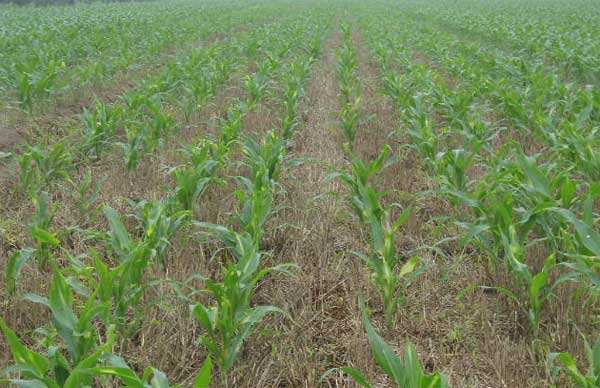 东北地区玉米种植结构调整防范除草剂药害风险