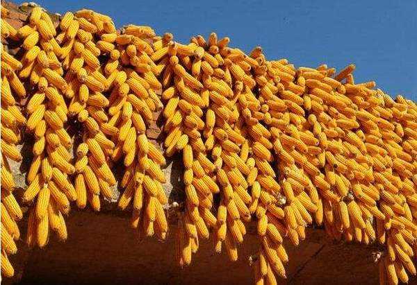行业 宏观  吉林玉米收购基本结束    记者日前从吉林省粮食局获悉