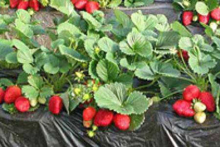 北方露地草莓高效栽培技术