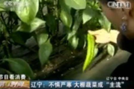 【第一时间】辽宁：不惧严寒 大棚蔬菜成“主流”