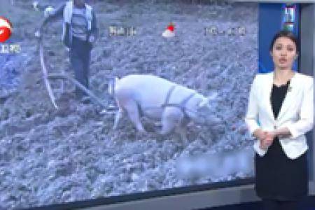 广西宜州村民用肥猪犁地，自称好过耕牛