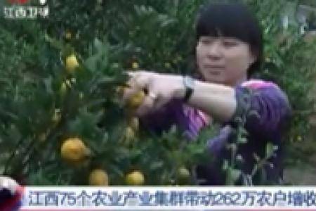 江西75个农业产业集群带动262万农户增收