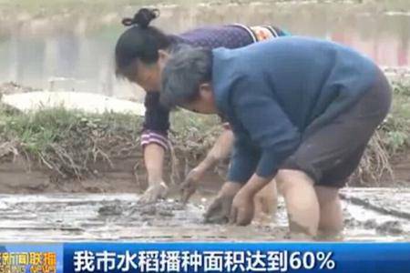 重庆市水稻播种面积达到60%