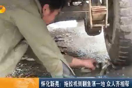 湖南一拖拉机侧翻鱼洒一地 众人齐相帮