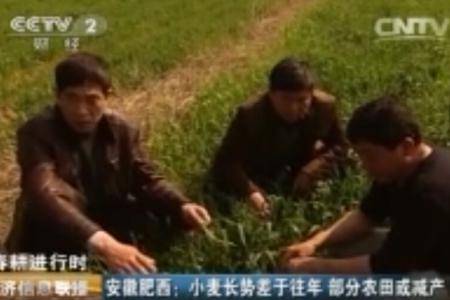 安徽肥西小麦长势差于往年 部分农田或减产