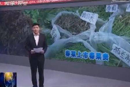 春季到野菜俏
