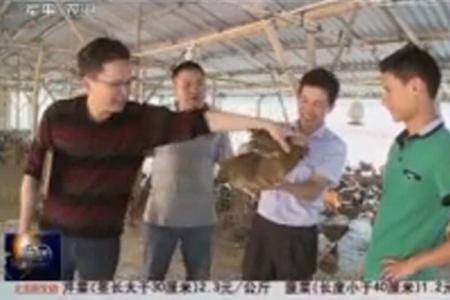 857万只鸡背后的故事