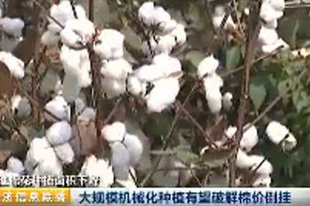 棉花种植面积下降 大规模机械化种植有望破解棉价倒挂