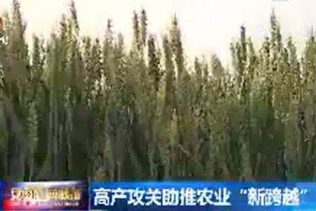 安徽高产攻关助推农业“新跨越”