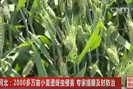 河北2000多万亩小麦遭蚜虫侵害