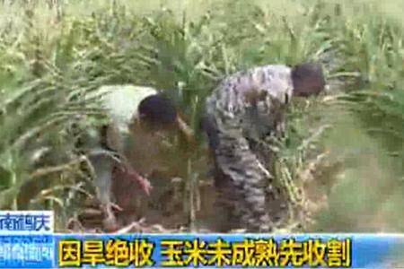 云南鹤庆：因旱绝收 玉米未成熟先收割
