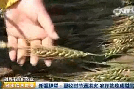 新疆伊犁：夏收时节遇洪灾 农作物收成堪忧