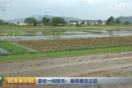 夏收一线报告：暴雨袭击之后