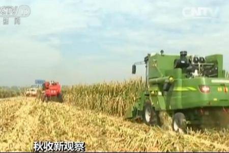 秋收新观察：推进结构性改革 做强做优玉米