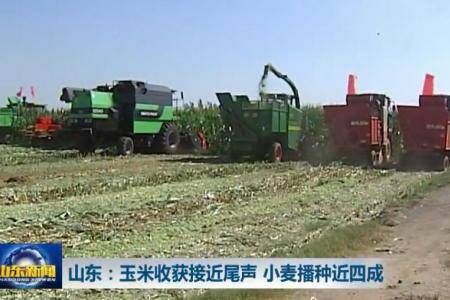 山东省玉米收获接近尾声 小麦播种近四成