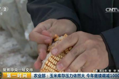 农业部：玉米库存压力依然大 今年继续调减1000万亩