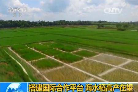 搭建国际合作平台 海水稻高产在望