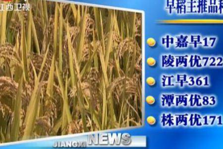 江西发布2017年水稻主推品种