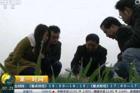 陕西：小麦出现条锈病 早期防控是关键