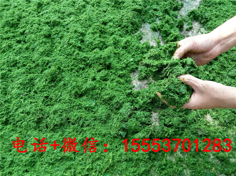 打浆机 (14)