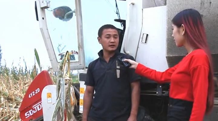 莱州金达威玉明3号玉米收获机现场作业视频