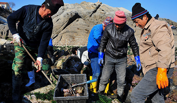 崂山渔民进入捕捞收获季