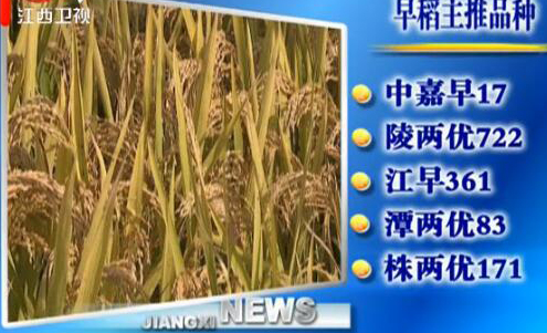 江西发布2017年水稻主推品种