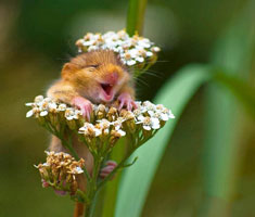 春日暖暖 “花痴”小动物集体出没