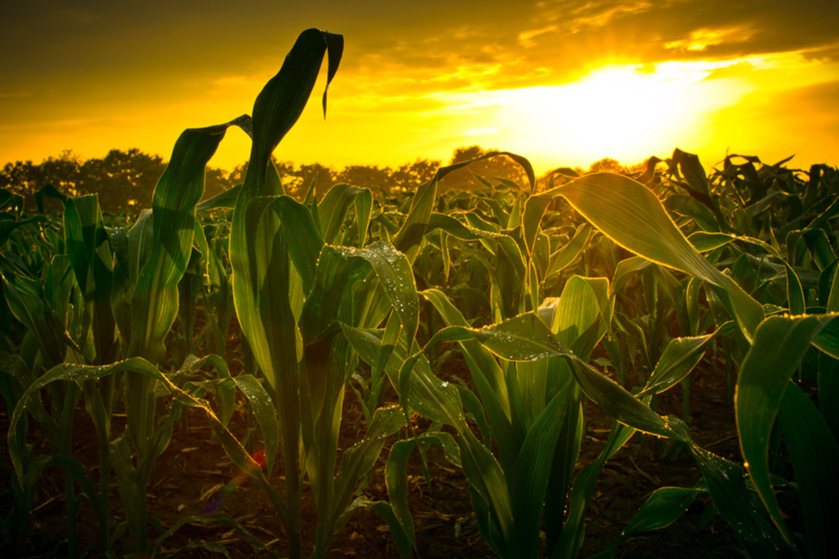 穗穗丰盈_农机360网