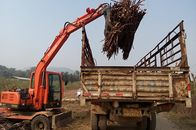 广西柳州:农机显身手 甘蔗装车不再愁
