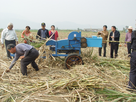 广西西江农场甘蔗生产现状及对策