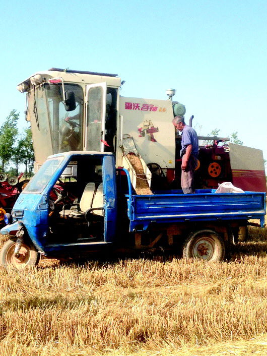 麦粒直接从收割机上倒入三轮车中.jpg
