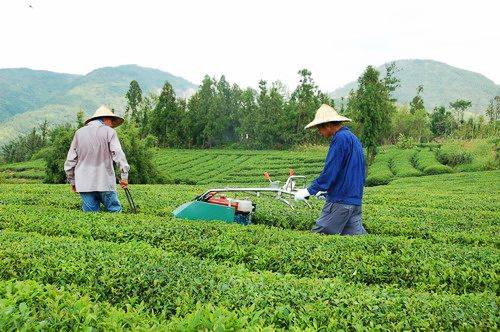 諸暨石筧茶·蘭溪毛峰茶·泉崗輝白茶·天台華頂雲霧茶·婺州東白茶