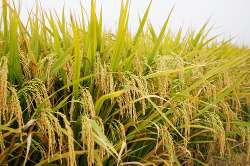 双季超级稻早季亩产最高738.5公斤