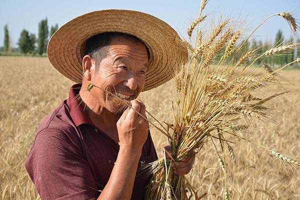 7月20日,在新疆和靜縣二十一團場,一名農民檢查小麥成熟情況.jpg