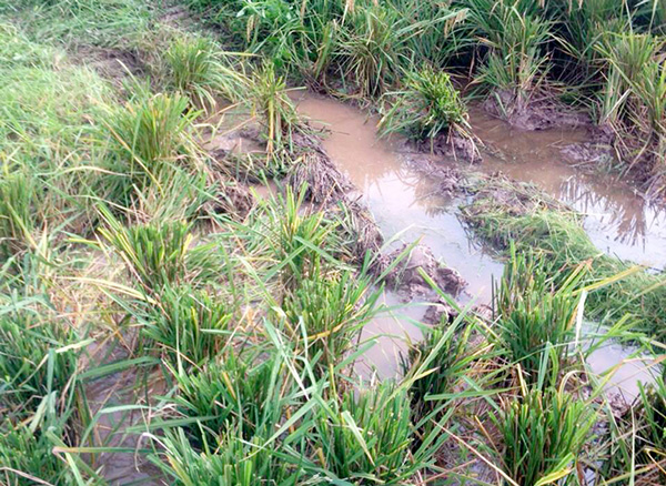 0型收割机在资中做泥脚田演示