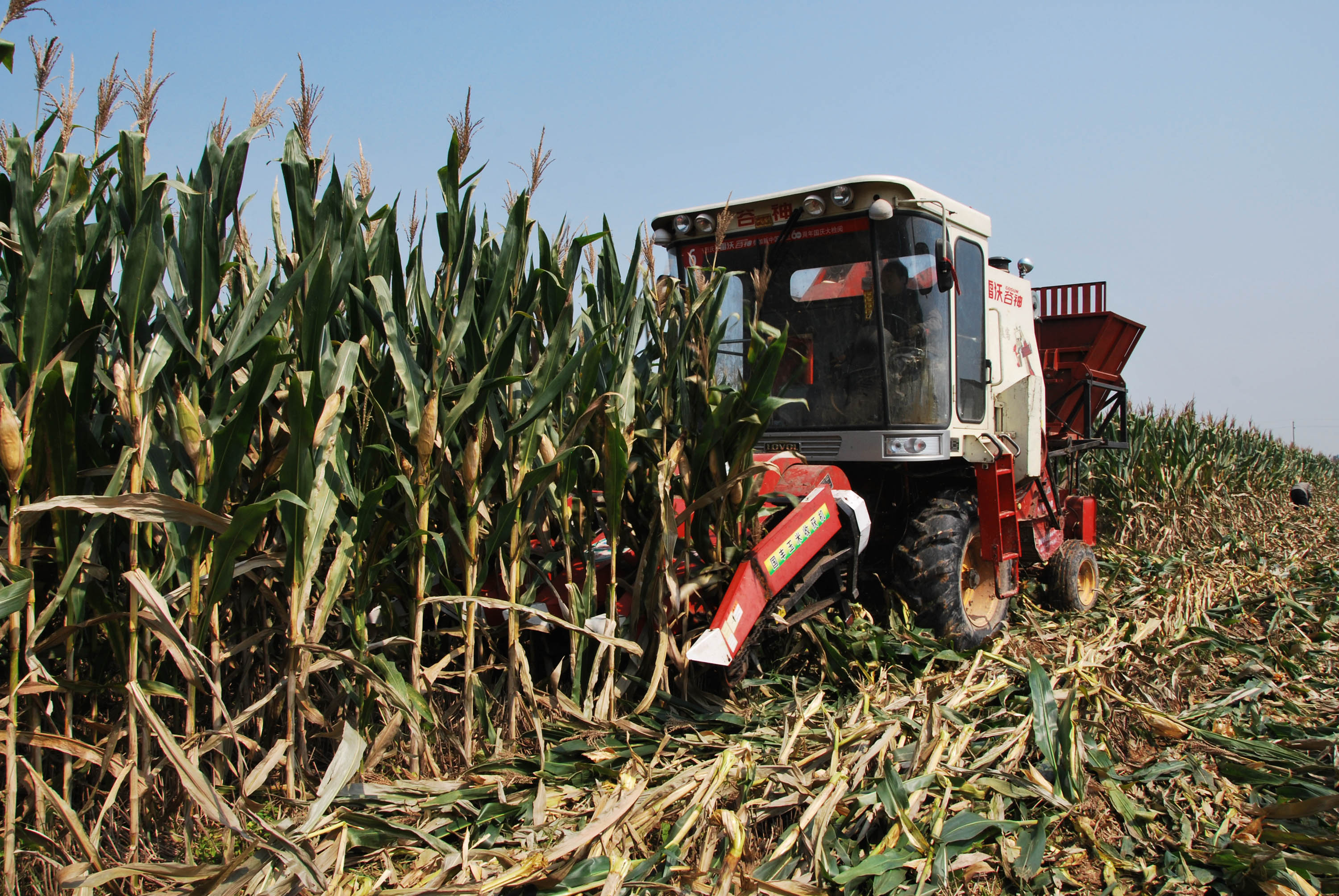 玉米地里"长"铁棍 9人出损招致他人收割机报废落网