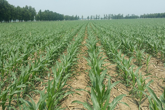 东北可推广的玉米秸秆全覆盖机械化技术示范成功