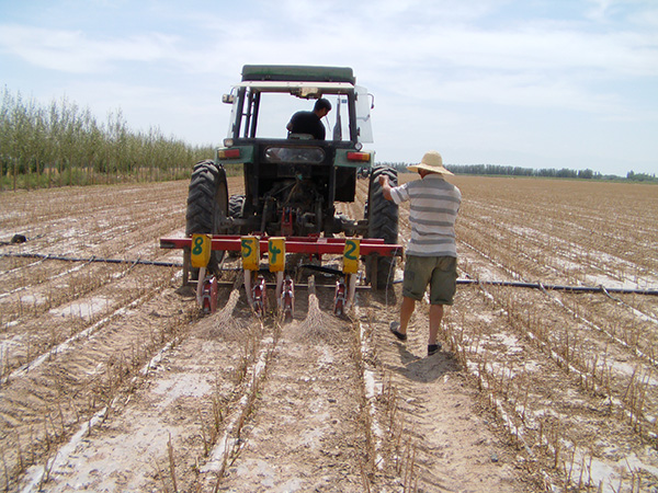 八十九团职工复播打瓜抗灾自救